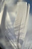 white light feather macro