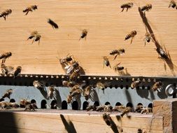 Honey bees swarm