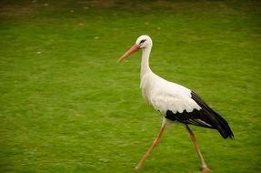 Picture of wild Stork