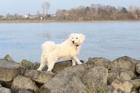 White dog near the river rhine