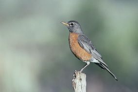 Robin or Erithacus rubecula