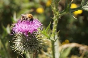 Picture of Thistle Blossom