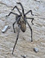 Big spider with long legs