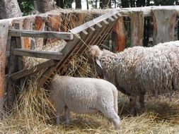 sheep feeding on Farm