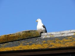 bird on a roof in mont saint michel