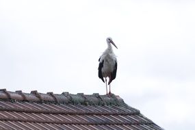 stork on the roof close up
