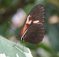 picture of the Butterfly in the wildlife