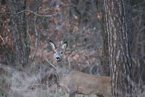 Roe deer in the woods among the trees