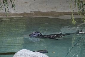 the seal floats on water