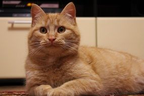 Adorable Redhead cat