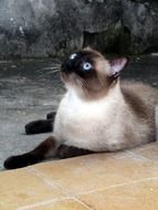 domestic cat is on the ground floor