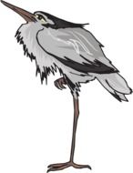 Gray Heron Standing on One Leg, illustration