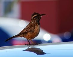 Cactus Wren Bird closeup