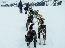 harnessed sled dogs in Alaska