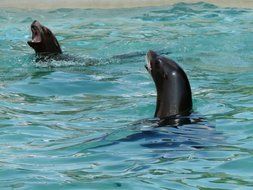 california sea lions in water