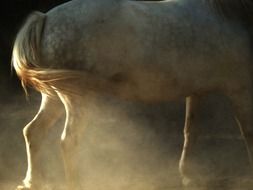 White horse at the sunlight