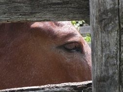 Brown horse lives on the farm