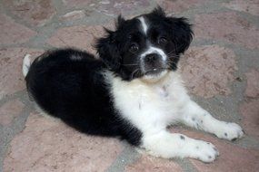 Adorable cute black and white puppy