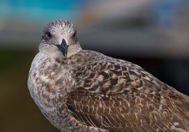 Portrait of seagull