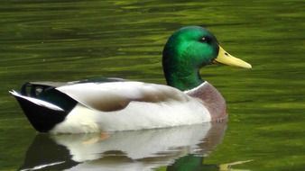 duck with a green head on the water