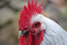 white rooster with a red comb close up