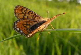 Bordered butterfly on the green grass