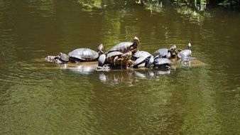turtles sunbathing under the sun