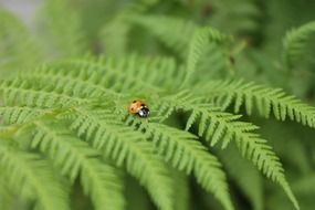 ladybug on a fern leaf