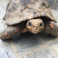 turtle on the road in the street