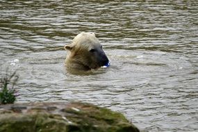 Wild Polar bear in the water near the shore