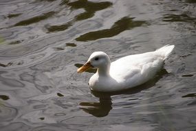 white duck swimming in dark water