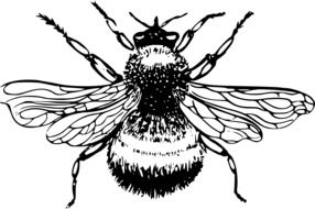 black and white painted bee on a white background