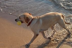 retriever plays with the ball on the beach