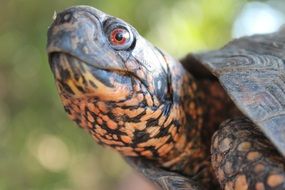 green turtle head closeup