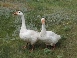 two white goose in the pasture
