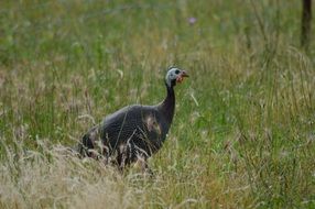 attractive Guinea Fowl Birds