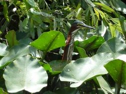 bird in mangrove, everglades