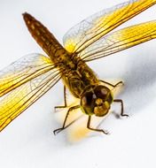 dragonfly with yellow wings