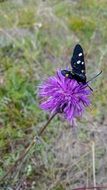 dark butterfly on a purple flower close-up