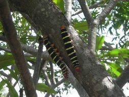 giant caterpillars on the tree trunk