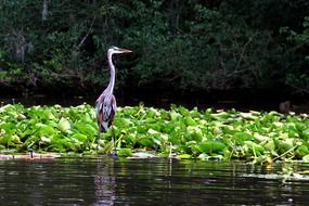 fascinating Blue Heron Wildlife