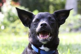 Happy black Dog with blue collar