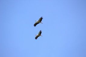two colorful storks in flight in the blue sky