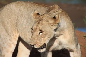 lioness in africa