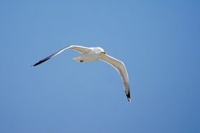 water bird soaring in the blue sky