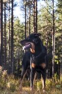 beauceron or french shepherd