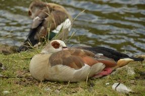nile goose on the lakeside