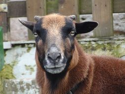 brown-black goat on the background of the fence