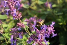 bumblebee pollinating flowers