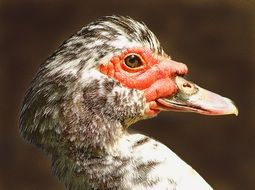 Portrait of the black and white duck